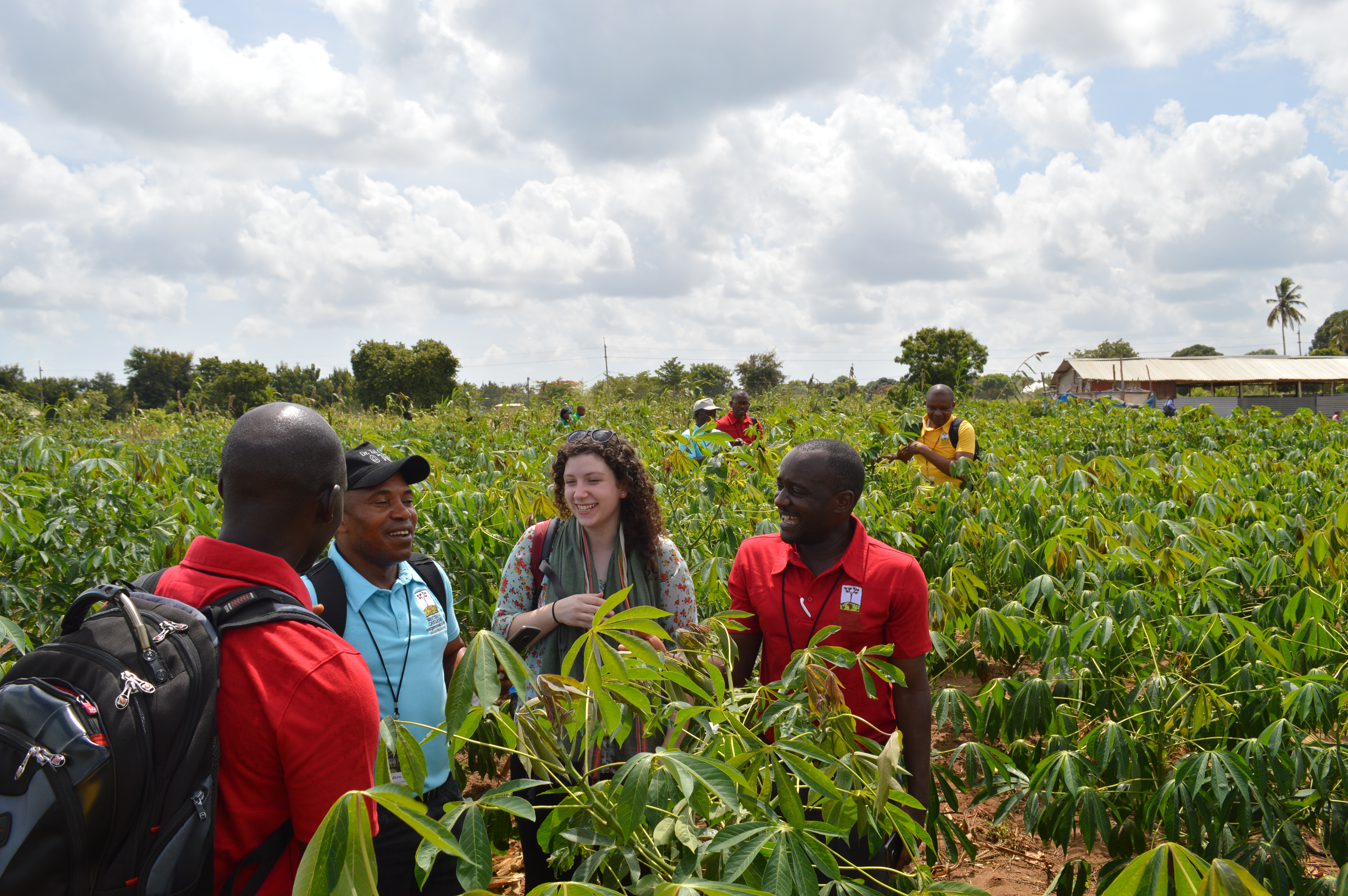 group in cassava field