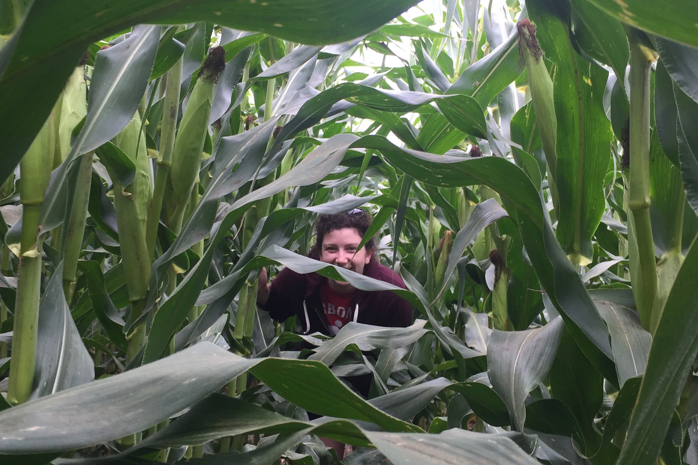 Peeking through corn
